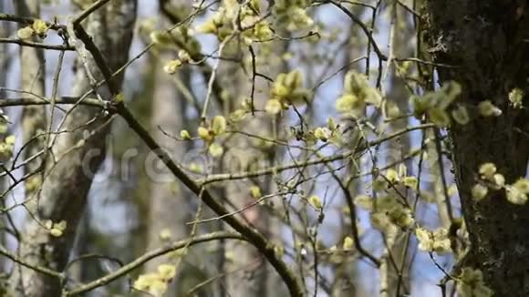 春天有柳絮的柳树蜜蜂飞来飞去视频的预览图