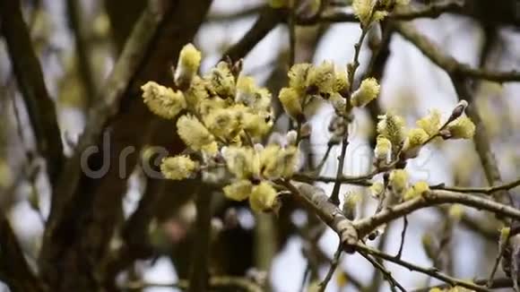 春天有柳絮的柳树蜜蜂飞来飞去视频的预览图