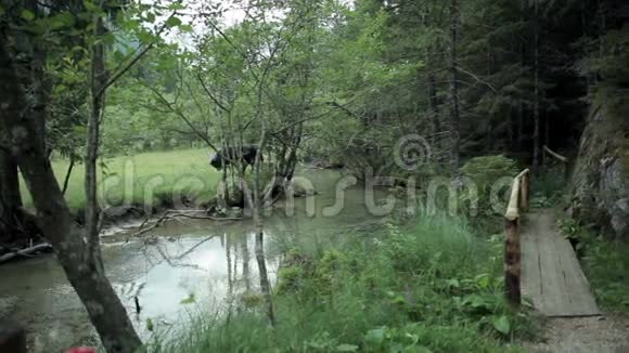 在河边牧场放牧的公牛视频的预览图
