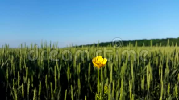 绿茵场背景上的黄花视频的预览图