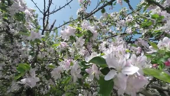 樱花树春樱花视频的预览图