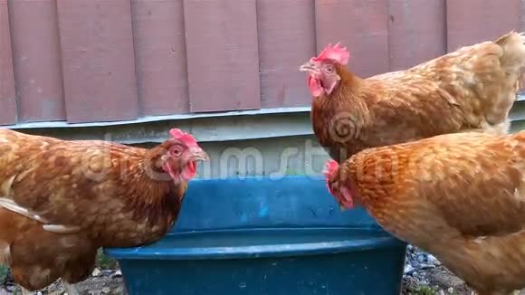 母鸡喝蓝桶水视频的预览图
