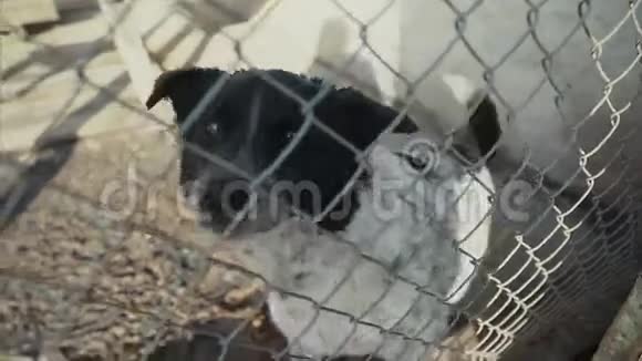 一只悲伤的狗在他的笼子里等待被收养视频的预览图