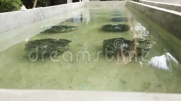 农场巨人蛤蜊特里达克纳视频的预览图