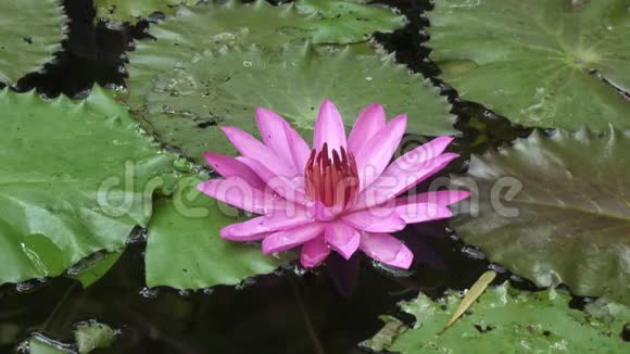一个水库里发现了粉红色的莲花剪辑4k高分辨率视频的预览图