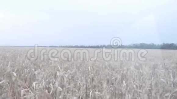 收割机穿过玉米地视频的预览图