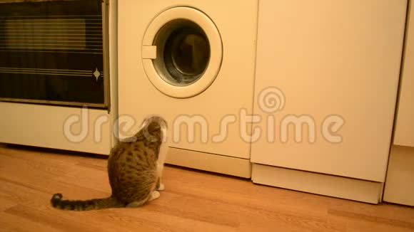 小猫看着洗衣机工作视频的预览图