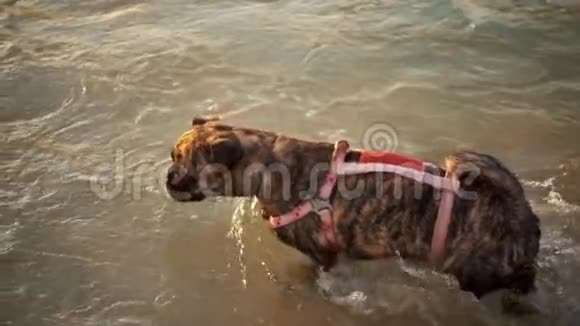 狗在水里游泳慢慢地溅起水花视频的预览图