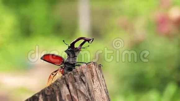 石甲虫翅膀张开坐在木材的边缘视频的预览图