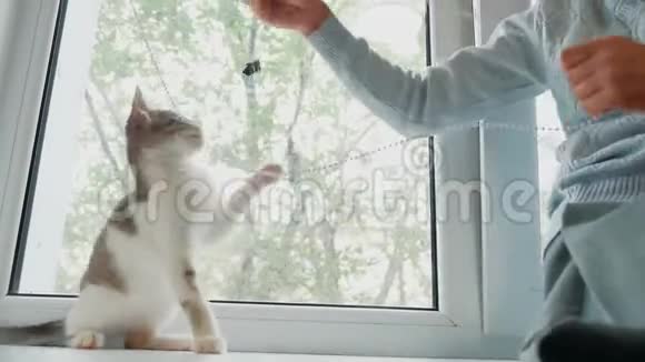 喜玩儿童女与她的猫坐窗台日落小女孩和一只宠物猫白灰色玩女孩视频的预览图