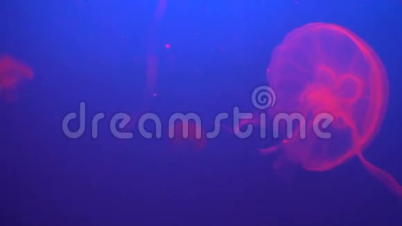 水族馆中漂浮的粉红色水母动作缓慢视频的预览图