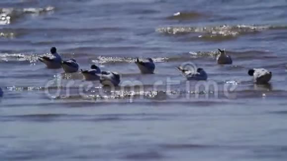 一群黑头鸥鸟正在浅水中休息鸟睡觉清理羽毛嬉戏一点小波浪视频的预览图