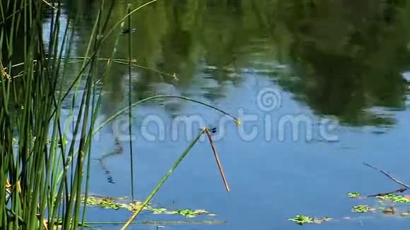 蜻蜓在有倒影的池塘中的绿色芦苇上视频的预览图