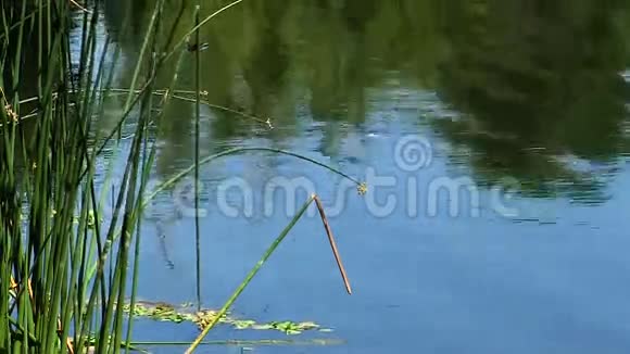 蜻蜓在有倒影的池塘中的绿色芦苇上视频的预览图