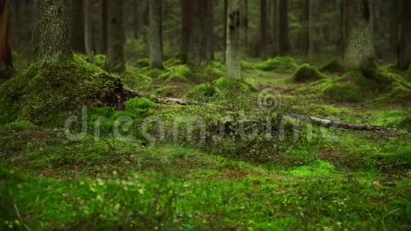 松林地面覆盖着一层浓密的苔藓视频的预览图
