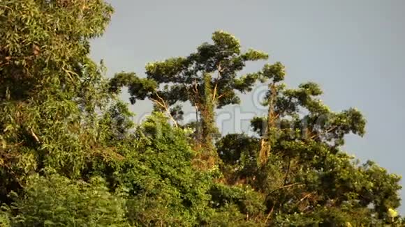 热带微风中的树木视频的预览图