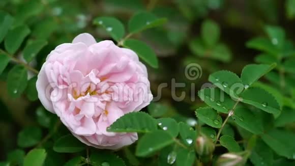 一朵美丽的粉红色牡丹玫瑰花视频的预览图