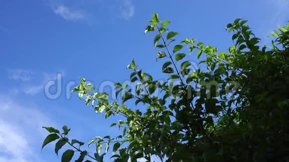 韩国济州哈拉国家公园蓝天下的绿树视频的预览图