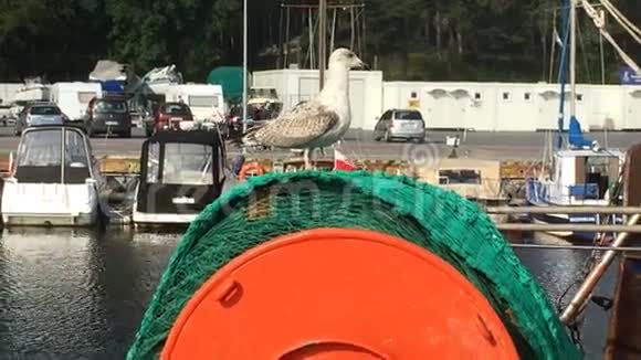 拖网渔船上的幼鱼鸥视频的预览图