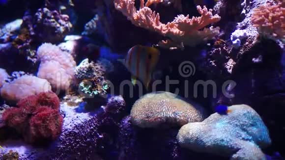 水族馆或海洋馆鱼缸珊瑚礁动物视频的预览图