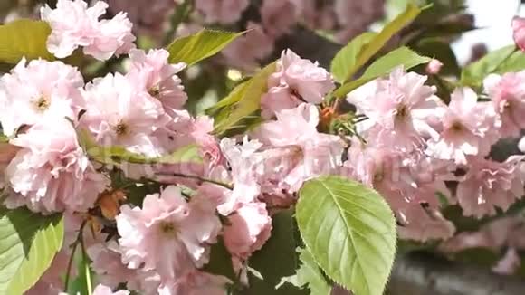 花园里的粉色樱花视频的预览图