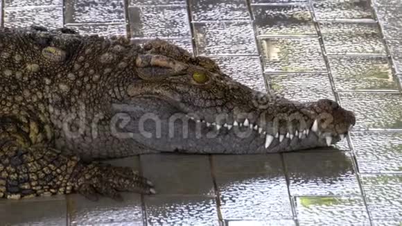 鳄鱼躺在动物园的水池里泰国视频的预览图