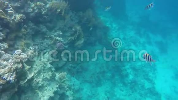 水下世界珊瑚和美丽的鱼视频的预览图