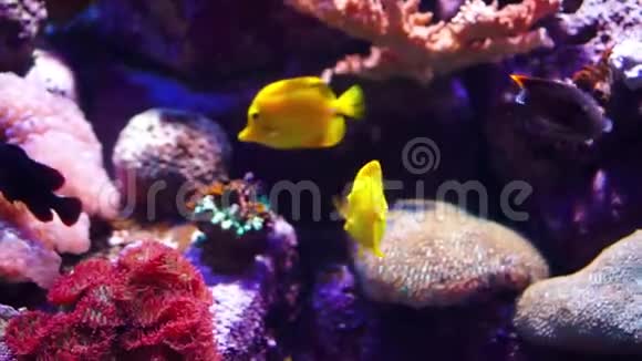 水族馆或海洋馆鱼缸珊瑚礁动物视频的预览图