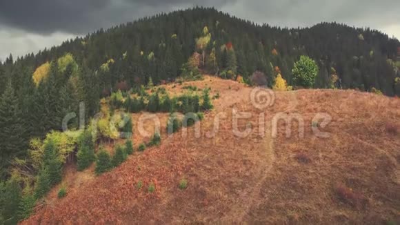 秋季针叶林喀尔巴阡山丘陵视频的预览图
