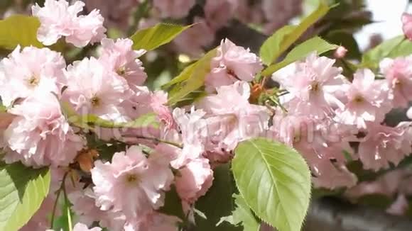 花园里的粉色樱花视频的预览图