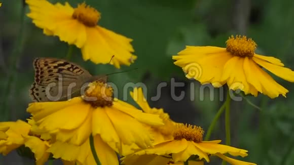 季授粉开花蝴蝶在一朵花上视频的预览图