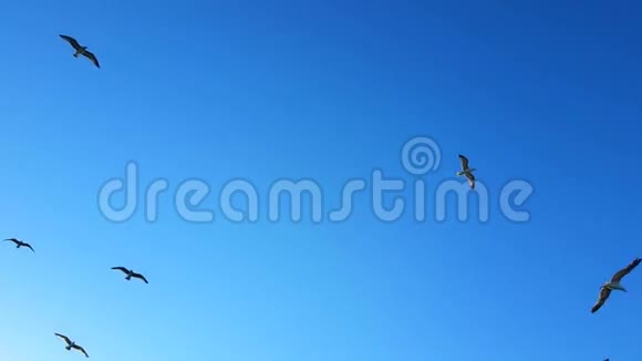 海鸥在晴朗的蓝天上飞翔视频的预览图