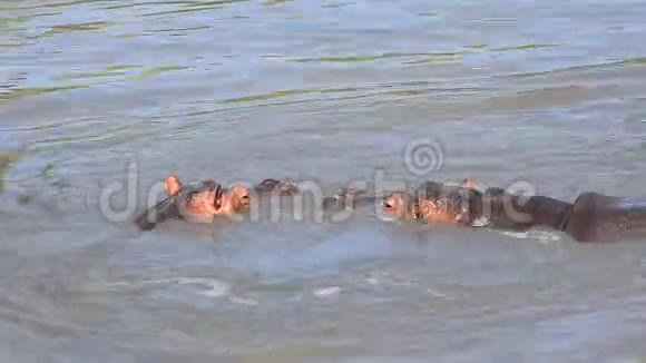 两只河马在水里游泳视频的预览图