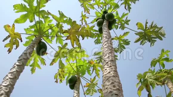 潘宁木瓜树视频的预览图