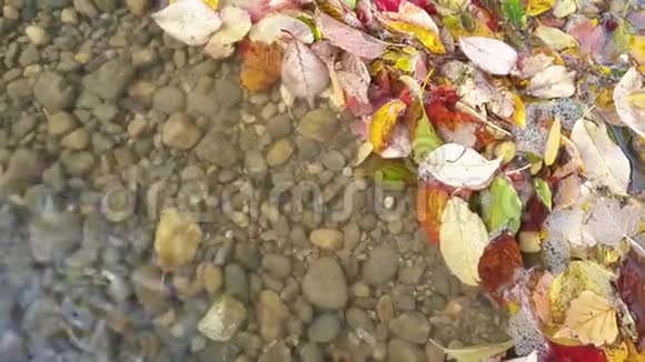 五颜六色的秋叶在水中飘荡视频的预览图