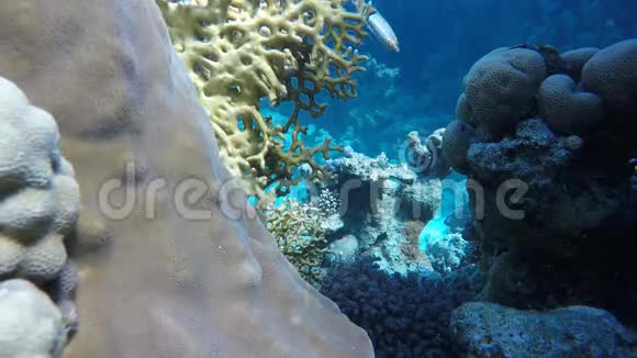 珊瑚花珊瑚礁的鱼视频的预览图
