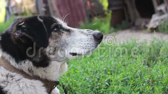 非常老黑白相间的瘦病狗有一个项圈上的链子苍蝇吃并在它周围盘旋近景视频的预览图