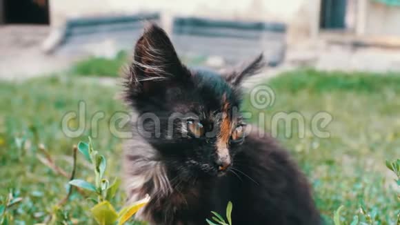 草地上一只黑红色三色小猫的嘴近景视频的预览图