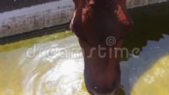 牛从水槽里喝水牛欲饮奶牛饮水视频的预览图