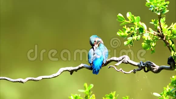 慢镜头电影的场景鸟翠鸟阿尔塞多在这站在树枝上警觉地环顾四周在风中视频的预览图