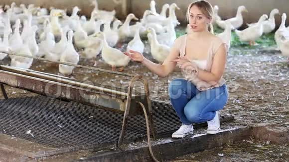 家禽农场养鸭子的女人视频的预览图
