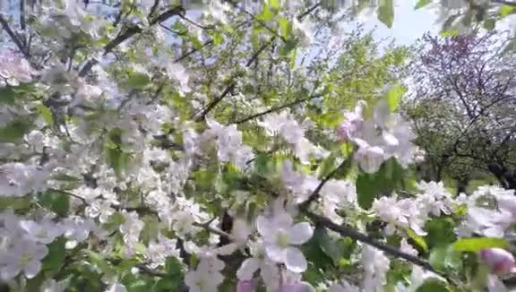 樱花树樱花在春天自然与春天背景视频的预览图