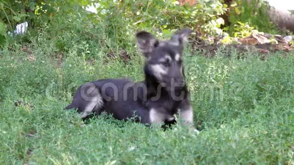 无家可归的狗杂种在草地上视频的预览图