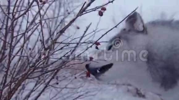 贪婪的狗哈士奇冬天从灌木丛中采摘浆果视频的预览图