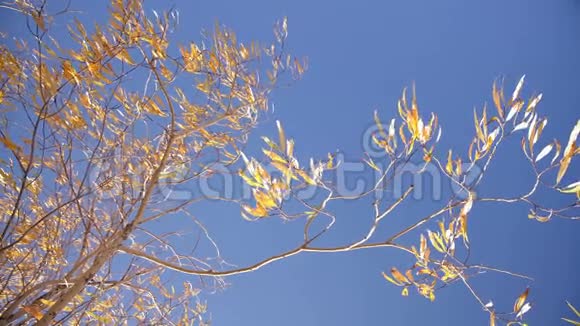 黄叶柳枝伴蓝天微风微微飘动视频的预览图