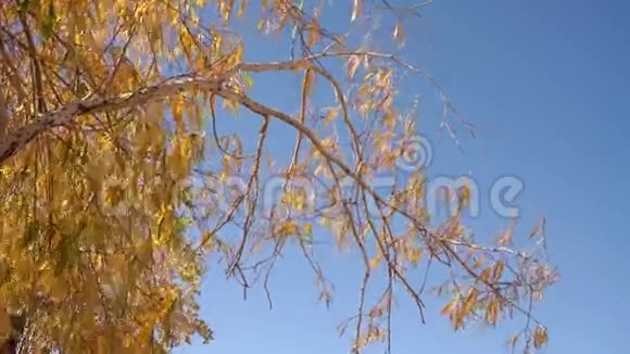 黄叶柳枝伴风伴蓝天背景视频的预览图