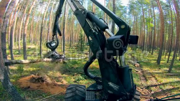 木材收割机正在处理森林中的树木视频的预览图