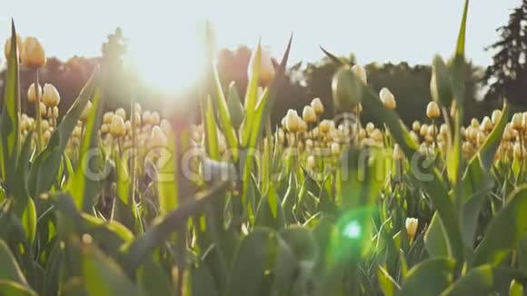 傍晚太阳落山时公园里郁金香的花坛拍摄时动作轻柔优美视频的预览图