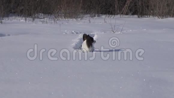 狗狗勇敢地穿过冬天公园里的雪地慢动作股票录像视频的预览图