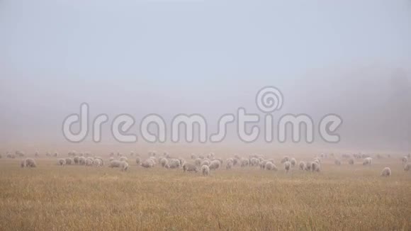 清晨平坦的草地雾霭下放着一群白羊视频的预览图